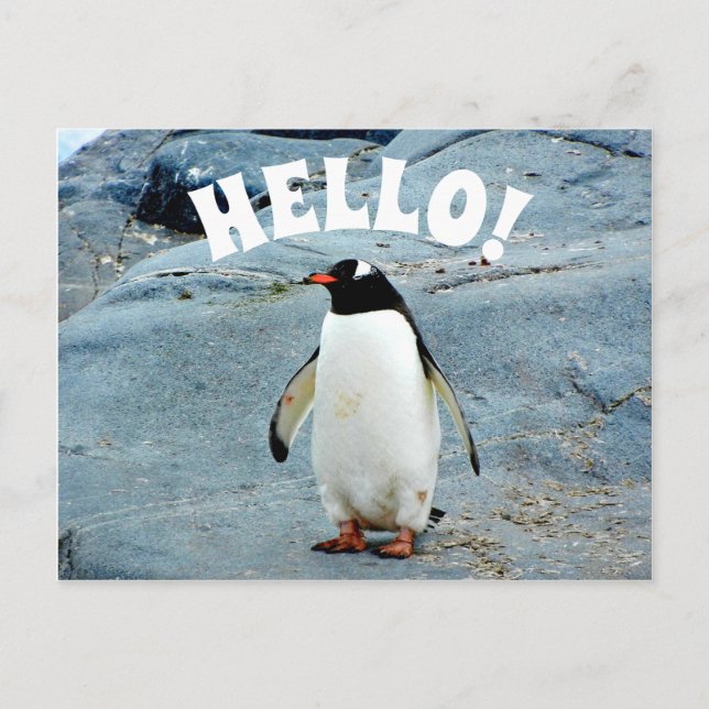 Funny Hello with Penguin Photo Postcard (Front)