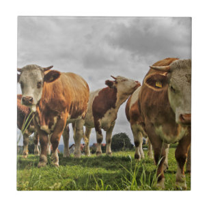 Funny Herd of Cows in Pasture Tile