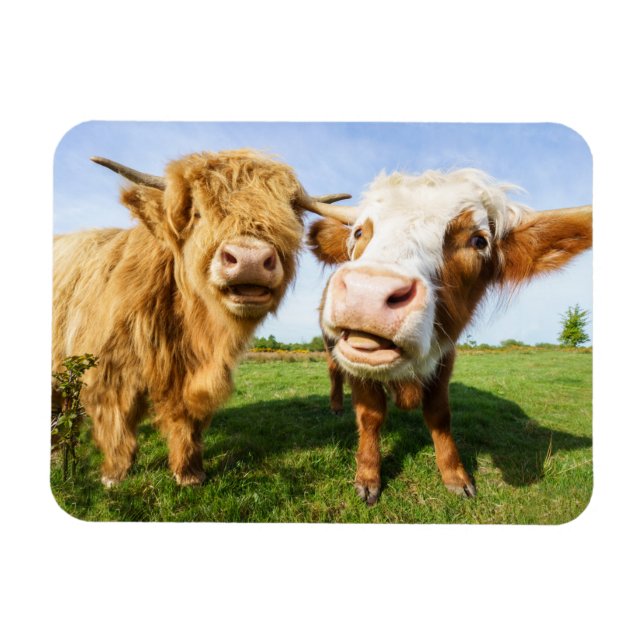 Funny Highland Cows Magnet (Horizontal)