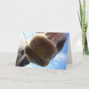 Funny Horse Greeting Card