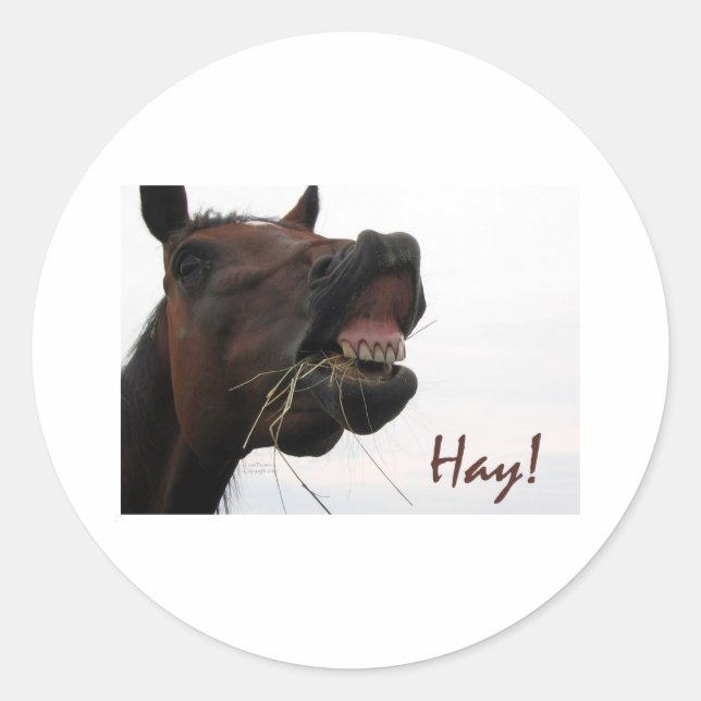Funny Horse: Hay! Classic Round Sticker (Front)