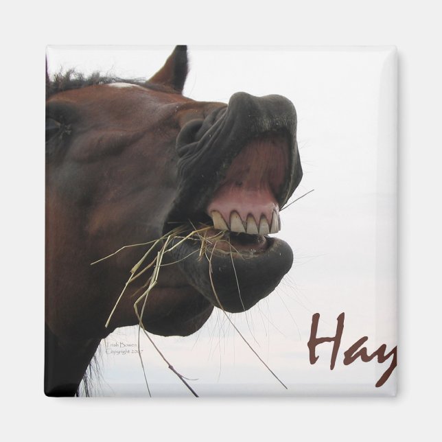 Funny Horse: Hay! Magnet (Front)