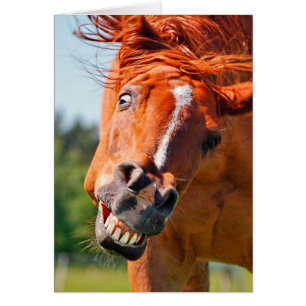 Funny Horse Laughing Photograph