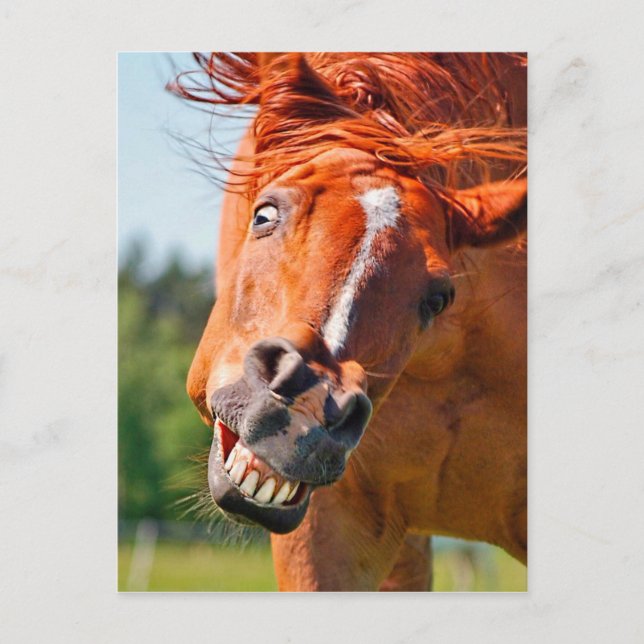 Funny Horse Laughing Photograph Postcard (Front)
