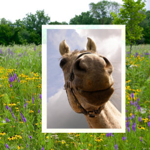 Funny Horse Nose Closeup, Horse Hello Postcard