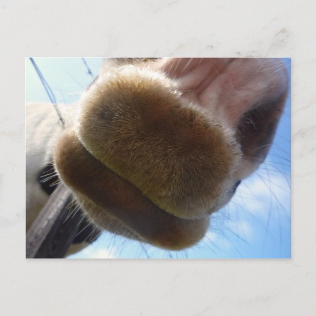Funny Horse Postcard (Front)