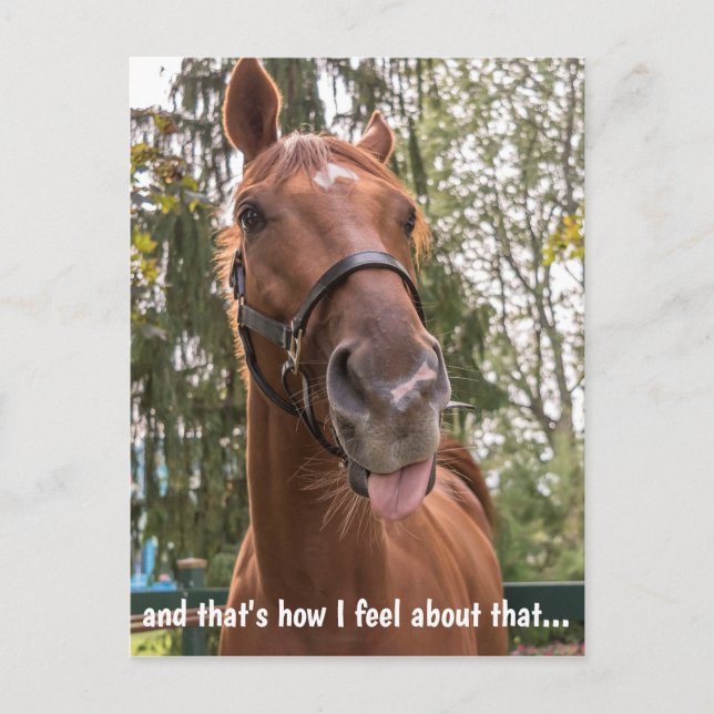 Funny Horse Sticking Out Tongue Postcard (Front)