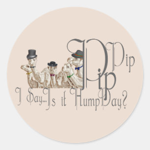 Funny Hump Day Camels  in Monocles Classic Round Sticker