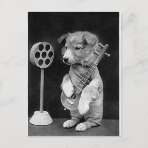 Funny JACK RUSSELL Terrier dog playing banjo Postcard