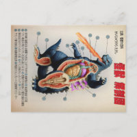 Funny Japanese Kaiju anatomy diagram