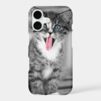Funny Kitten