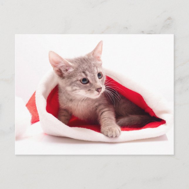 Funny kitten a cap of Santa Claus Holiday Postcard (Front)