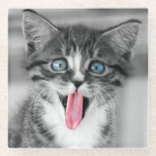 Funny Kitten Glass Coaster
