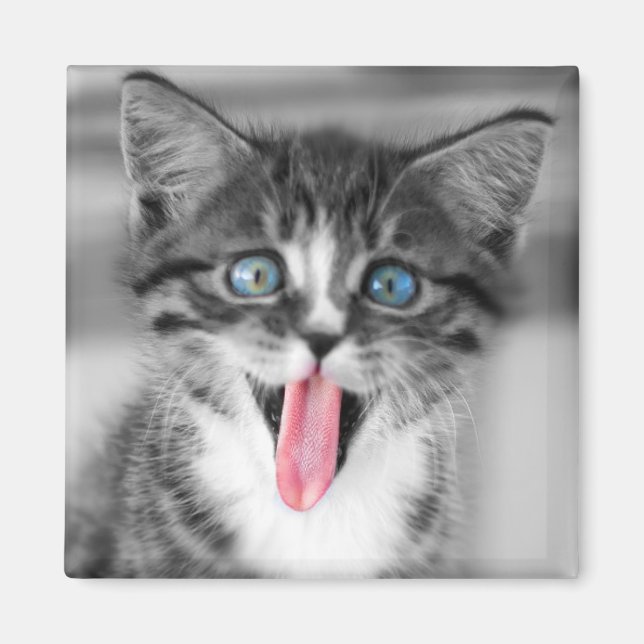 Funny Kitten Magnet (Front)