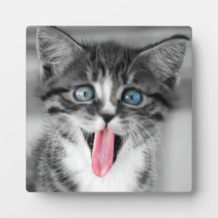 Funny Kitten Plaque