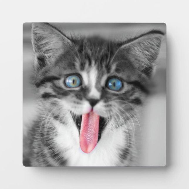 Funny Kitten Plaque (Front)