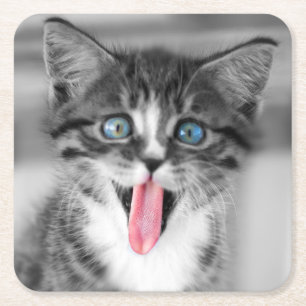 Funny Kitten Square Paper Coaster