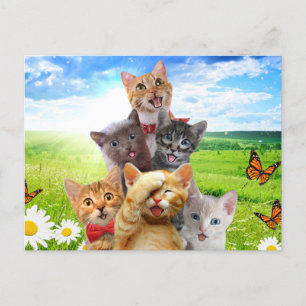 Funny kittens in green field. postcard