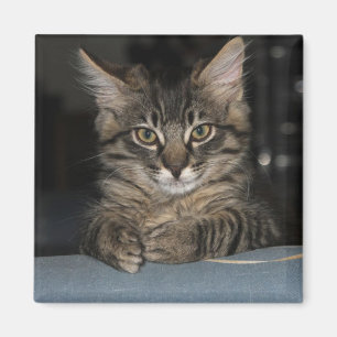 Funny Kitty's "Oh Really?" Magnet