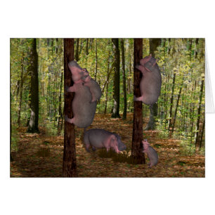 Funny Koala-Wannabe Hippos