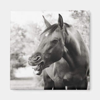 Funny Laughing Horse Magnet