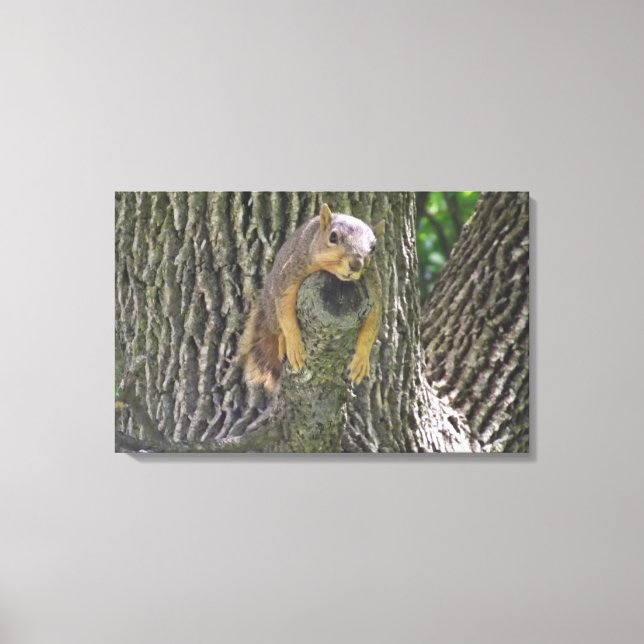 Funny Lazy Squirrel in a Tree Photography Wall Art (Front)