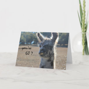 Funny Llama Birthday, 60th, Over the Hill Card