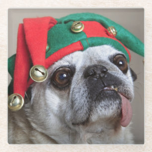 Funny looking pug with tongue hanging out glass coaster