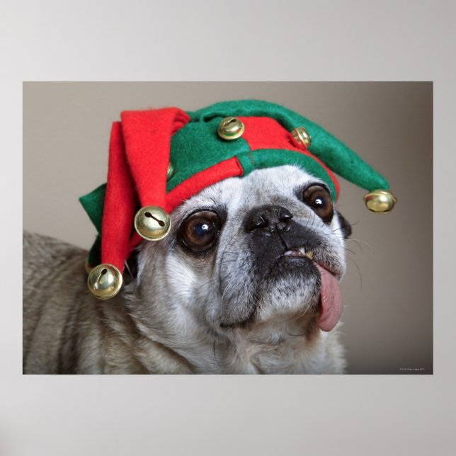 Funny looking pug with tongue hanging out poster (Front)