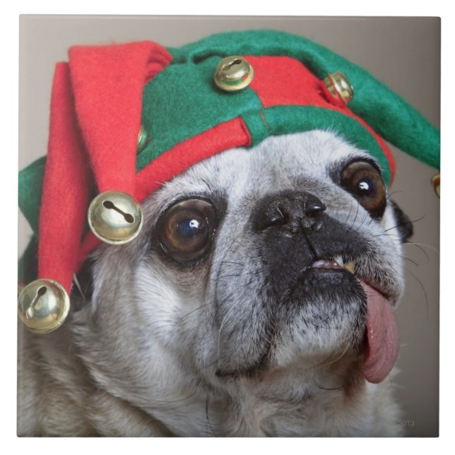 Funny looking pug with tongue hanging out tile (Front)