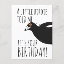 Funny magpie postcard