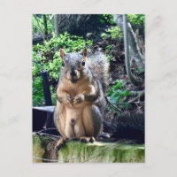 Funny Male Squirrel Photography Animal Nuts Humour
