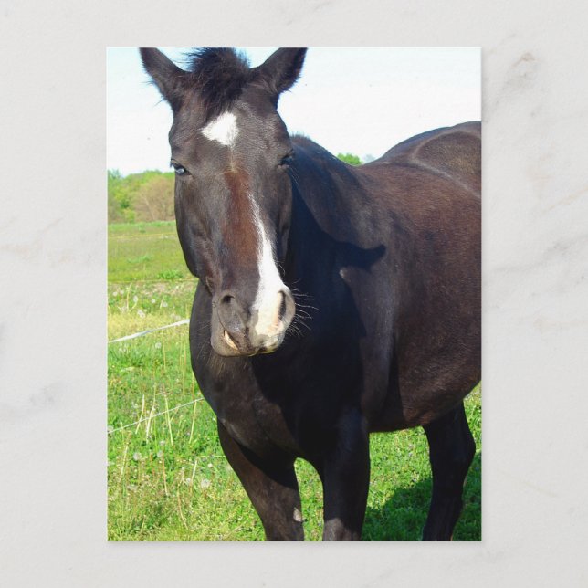 Funny Mare Postcard (Front)