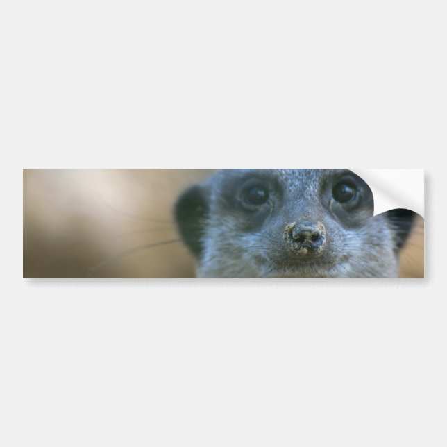 Funny Meerkat Bumper Sticker (Front)