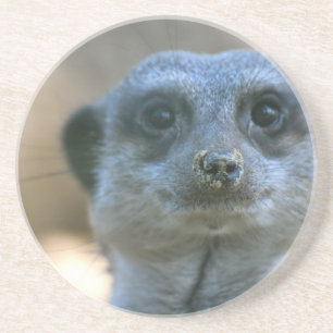 Funny Meerkat Coaster