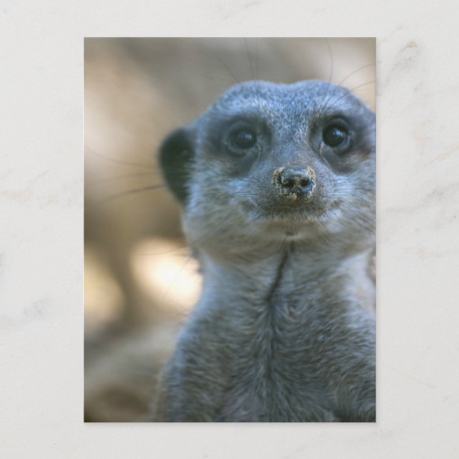 Funny Meerkat Postcard (Front)