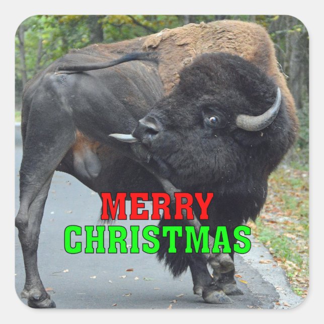 Funny Merry Christmas Bull Bison Licking Testicles Square Sticker (Front)