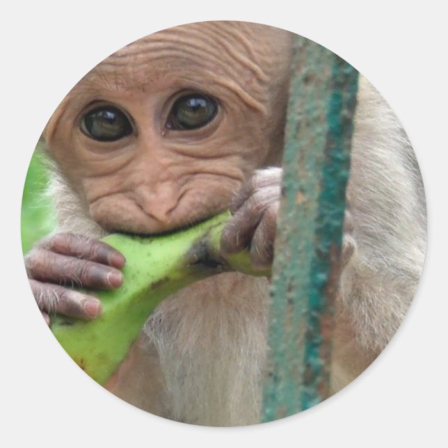 Funny Monkey Picture Sticker (Front)