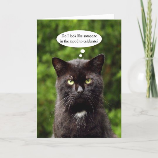 Funny Moody Black Cat Birthday Card Zazzle Co Nz