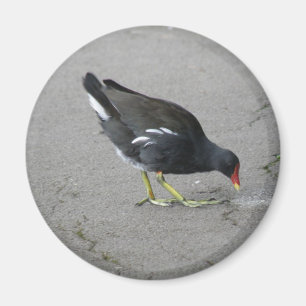 Funny Moorhen Take a Bow Magnet