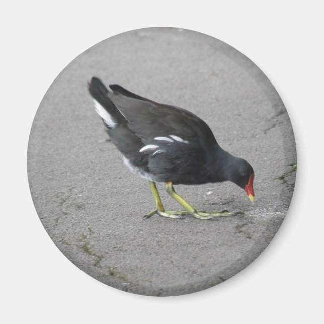 Funny Moorhen Take a Bow Magnet (Front)