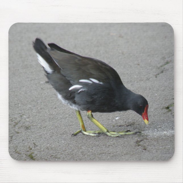 Funny Moorhen Take a Bow Mousepad (Front)