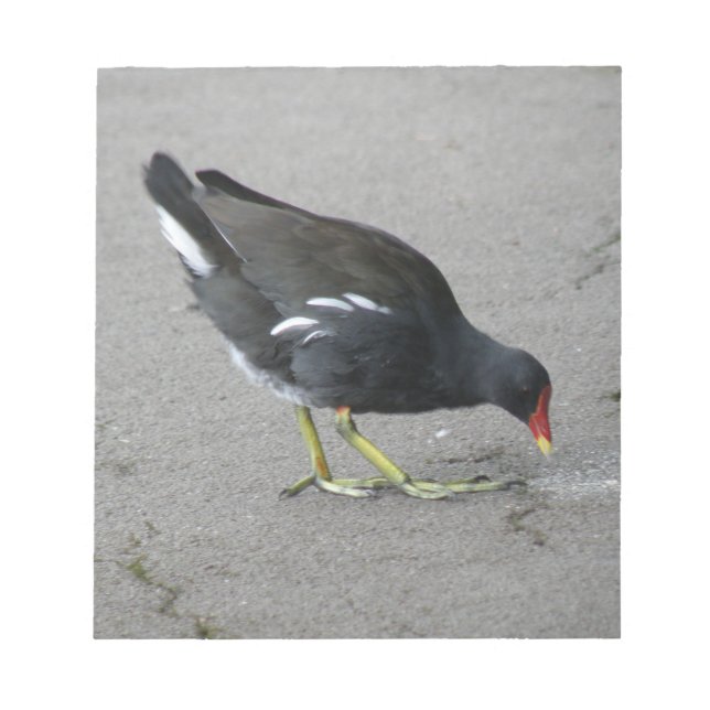 Funny Moorhen Take a Bow Notepad (Front)