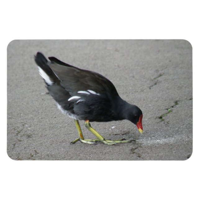 Funny Moorhen Take a Bow Premium Magnet (Horizontal)