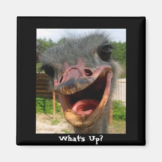 Funny Ostrich Bird Photo What's Up Magnet (Front)