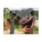 Funny Ostrich Bird Photo What's Up