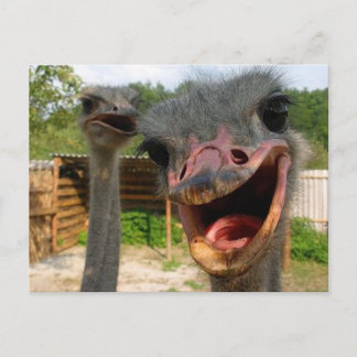 Funny Ostrich Bird Photo What's Up Postcard