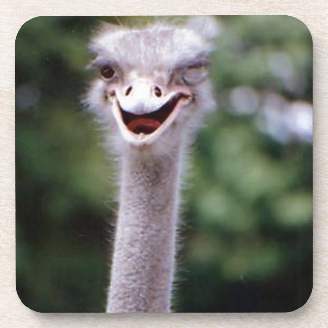 Funny Ostrich Coaster (Front)