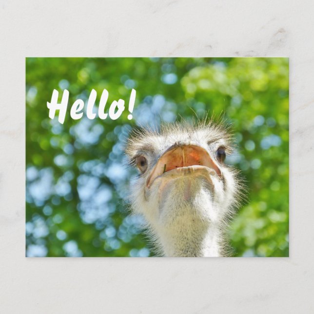 Funny Ostrich - Hello Postcard (Front)