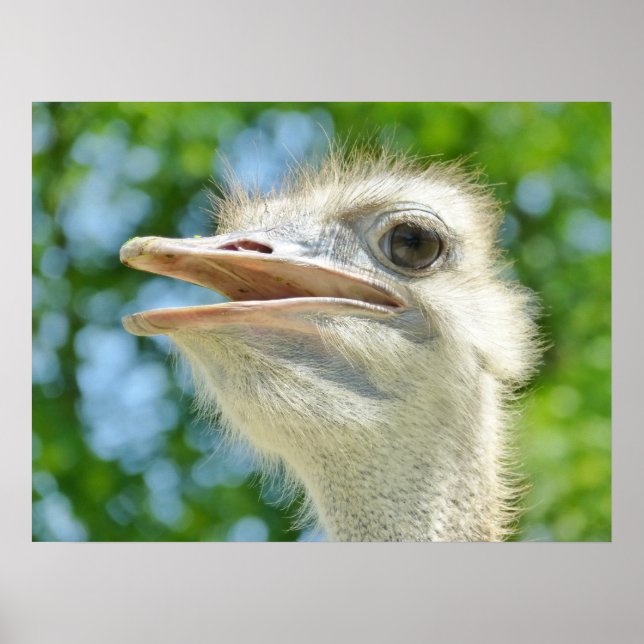 Funny Ostrich Photo Poster (Front)